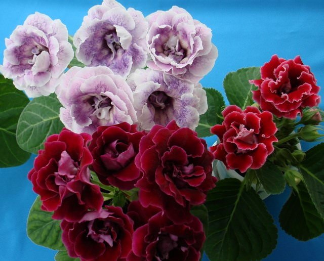 Значение глоксинии — любовь, которая возникает с первого взгляда