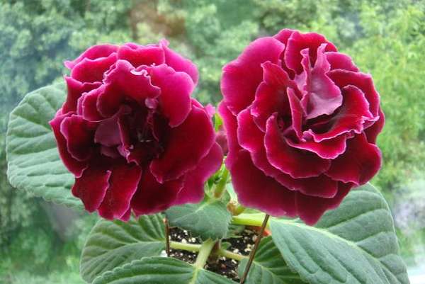 У растения есть необычная способность. Оно помогает в снятии усталости, напряженности у человека, который длительное время занимался монотонной физической или умственной работой