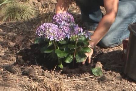 Размножается гортензия путём деления старых кустов. При этом почва при хорошем уходе подходит почти любая