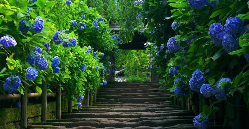 Секреты выращивания гортензии садовой