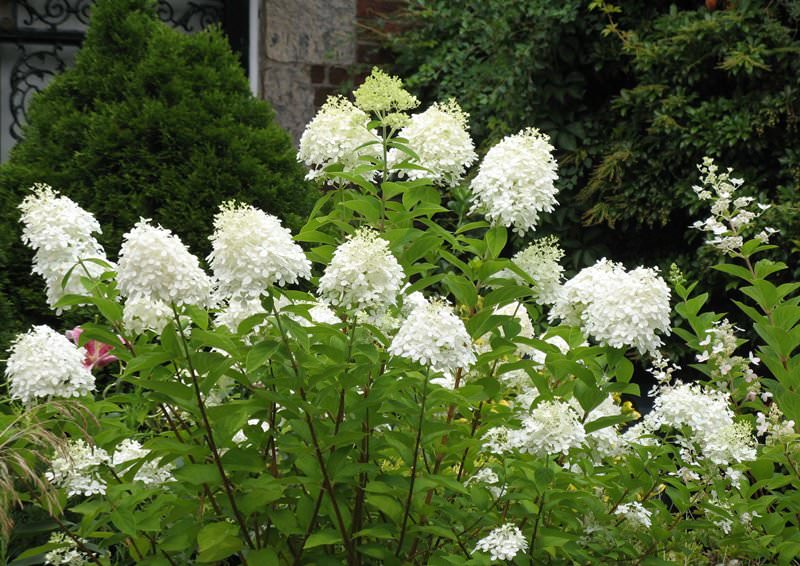 Секреты выращивания гортензии садовой