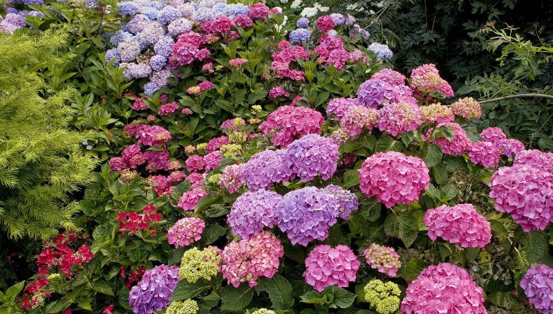 Секреты выращивания гортензии садовой