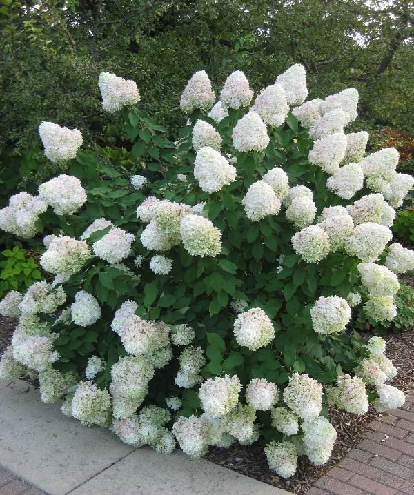 Секреты выращивания гортензии садовой