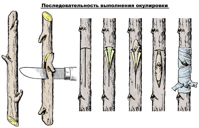 Способ окулировки в крону растения осуществляется при помощи обычного ножа или специального прививочного секатора