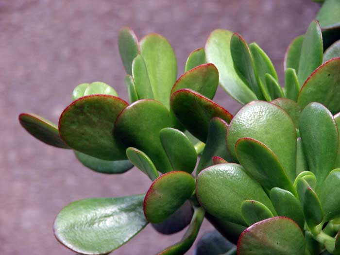 В листве толстянки содержится достаточно высокое количество мышьяка