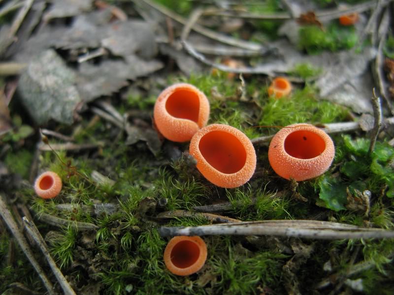 Что касается кулинарной обработки, то саркосцифа алая даже не нуждается в предварительной проварке