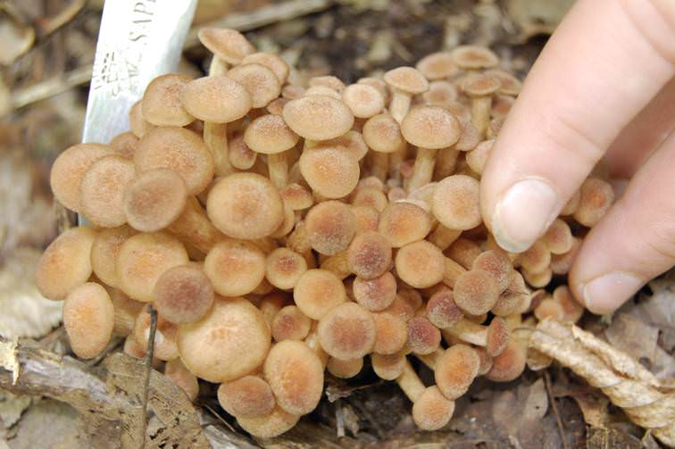 В районах с влажным субтропическим климатом, в частности в Краснодарском крае, на поваленных деревьях произрастают съедобные и очень вкусные грибы-берестянки