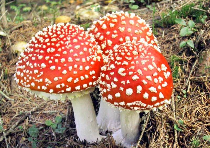 Мухомор красный - один из самых ядовитых представителей