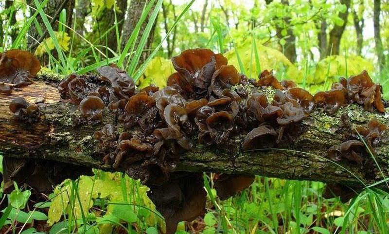 Данный лесной житель особенно популярен тем, что не содержит никакие негативные вещества, будь то какие-либо нитраты или яды