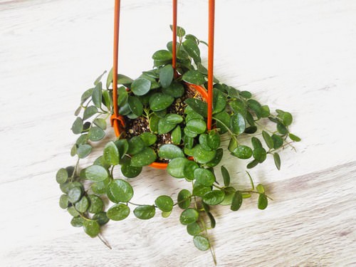 Хойя или восковой плющ – растение, которое идеально подходит для выращивания дома