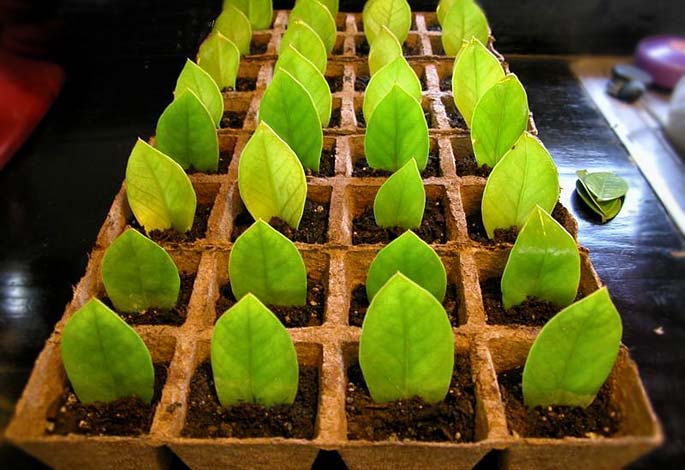 Замиокулькасы достаточно легко могут размножаться посредством отдельных листовых пластин