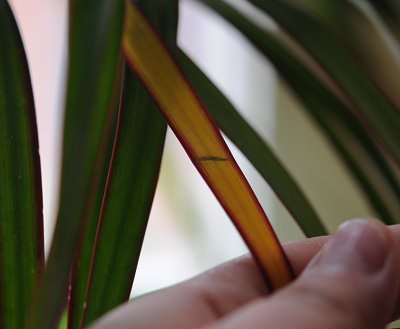 Грубые нарушения ухода и технологии пересадки часто приводят к тому, что листья драцены желтеют, сохнут и опадают