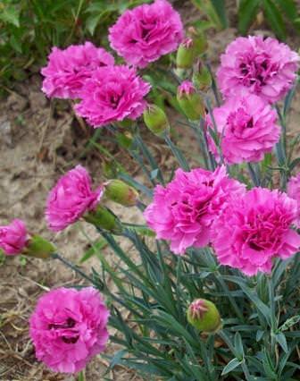 Так называемая гвоздика Альвуда, выведенная М. Альвудом