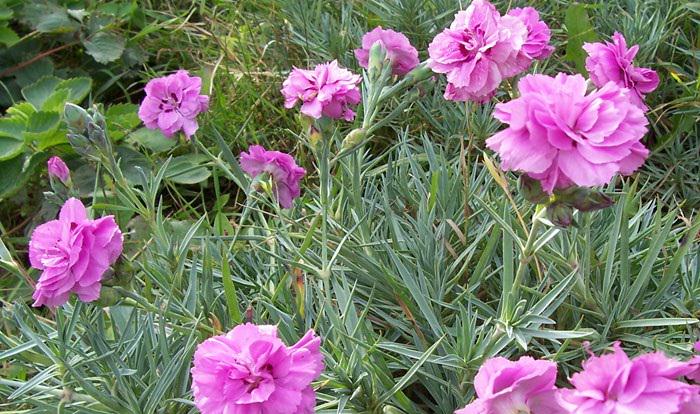 Гвоздика Альвуда предпочитает теплые регионы, но может произрастать и в средней полосе