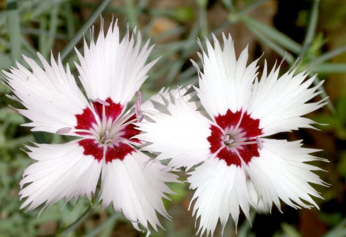 Цветение начинается в июне и продолжается до оконца июля