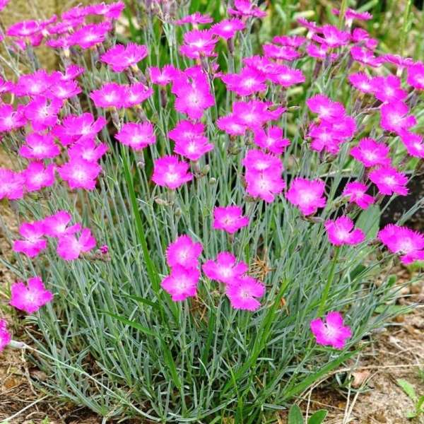 Явным преимуществом гвоздики травянки является неприхотливость