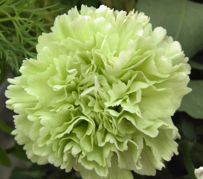 Выращивание гвоздики на даче: советы по размножению и уходу