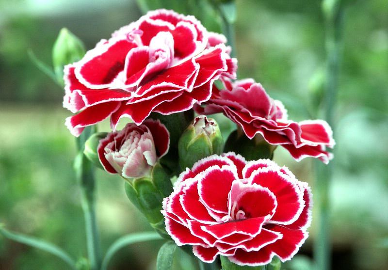 Выращивание гвоздики на даче: советы по размножению и уходу