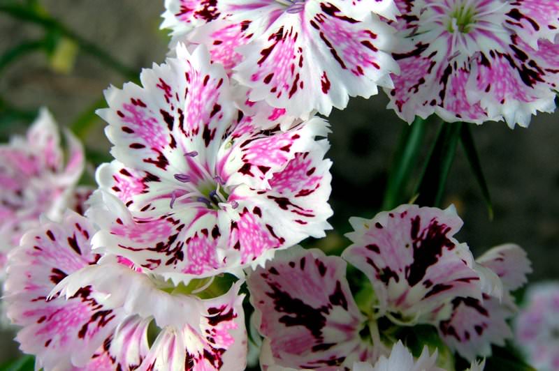 Выращивание гвоздики на даче: советы по размножению и уходу