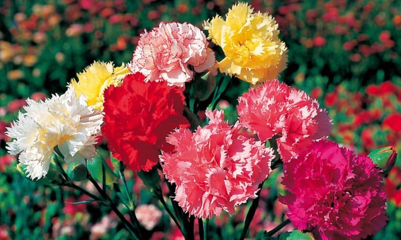 Выращивание гвоздики на даче: советы по размножению и уходу