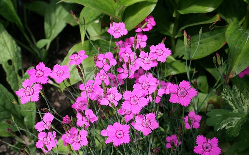 Выращивание гвоздики на даче: советы по размножению и уходу
