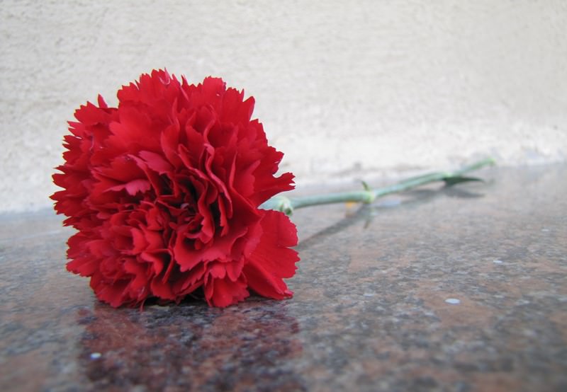 Выращивание гвоздики на даче: советы по размножению и уходу