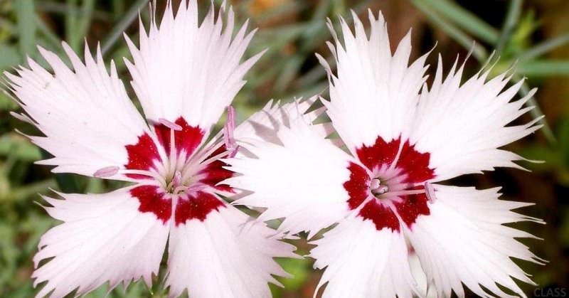 Выращивание гвоздики на даче: советы по размножению и уходу