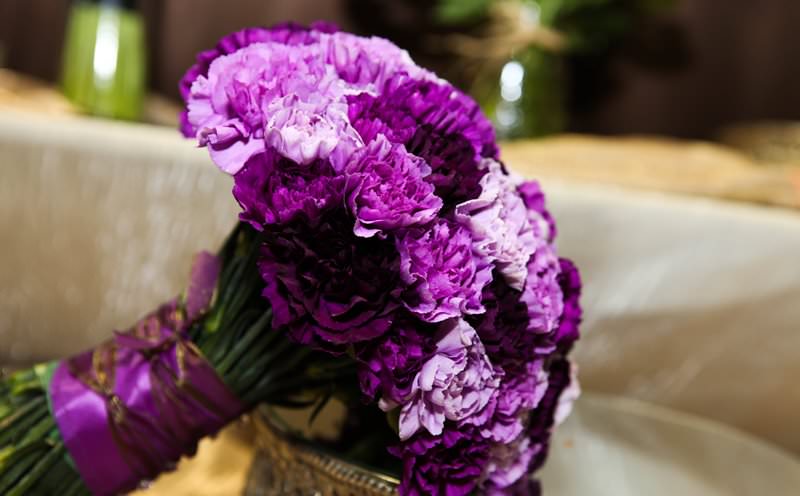 Выращивание гвоздики на даче: советы по размножению и уходу