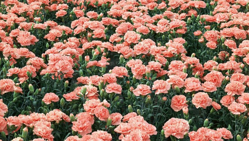 Выращивание гвоздики на даче: советы по размножению и уходу