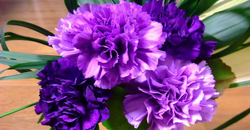 Выращивание гвоздики на даче: советы по размножению и уходу