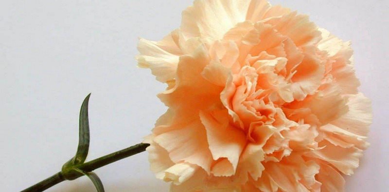 Выращивание гвоздики на даче: советы по размножению и уходу