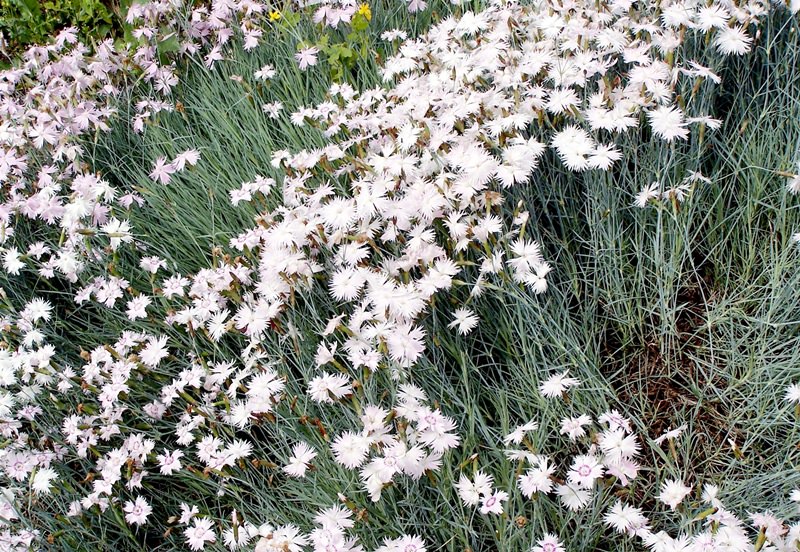 Выращивание гвоздики на даче: советы по размножению и уходу