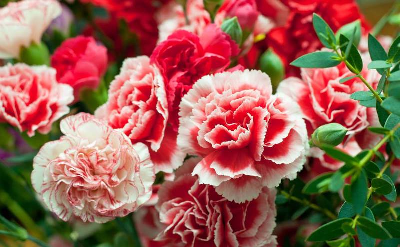 Выращивание гвоздики на даче: советы по размножению и уходу