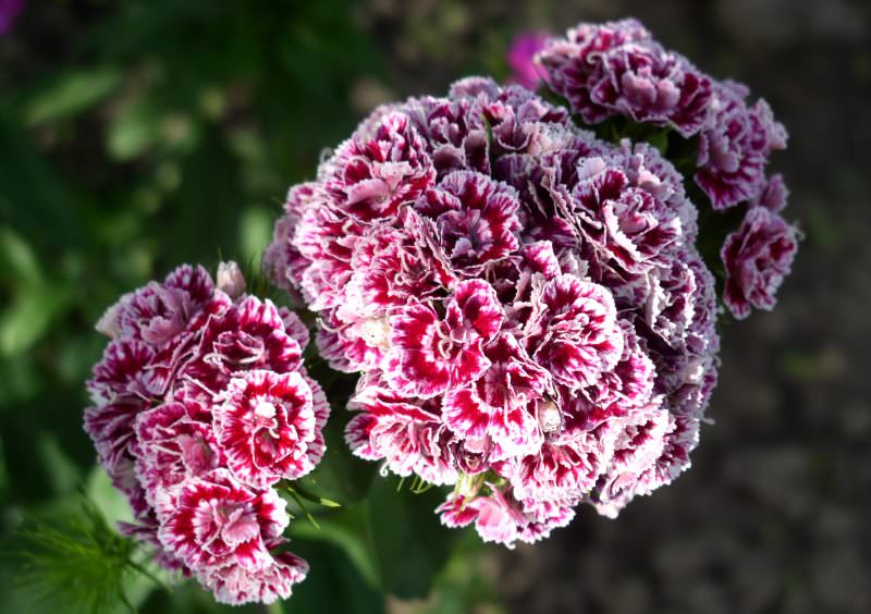 Выращивание гвоздики на даче: советы по размножению и уходу