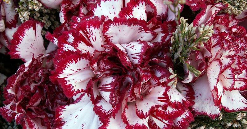 Выращивание гвоздики на даче: советы по размножению и уходу