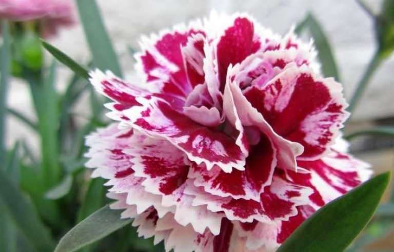 Это растение издревле считается символом победы в кровавых сражениях и вдохновляет своих владельцев на подвиги