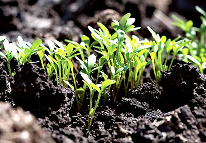 Чтобы получить своевременную рассаду, высевать семена необходимо в марте