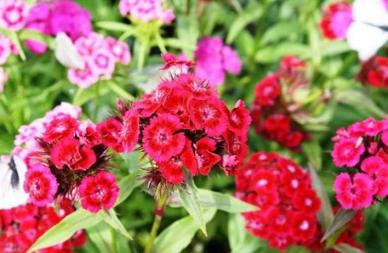 Чтобы не навредить растениям, специалисты не советуют высаживать гвоздику возле любого сорта тюльпанов