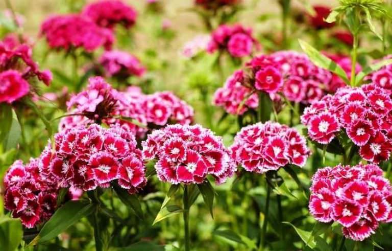 Ученые выяснили одну особенность гвоздики садовой — она плохо переносит постоянный шум