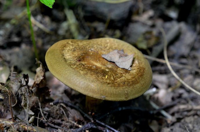 Плодовые тела условно-съедобных грибов категорически непригодны в пищу в сыром виде, поэтому перед употреблением их подвергают обязательной тепловой обработке