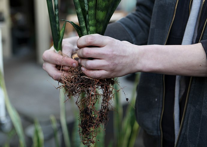 Размножение тещиного языка можно осуществлять весной или в летний период, вегетативными способами, делением корневищ