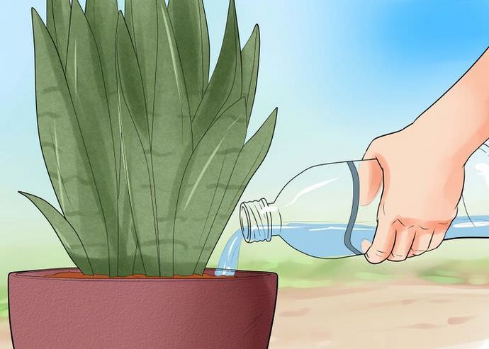 Оросительные мероприятия тещиного языка должны быть достаточными и относительно обильными с ранней весны до середины осеннего периода