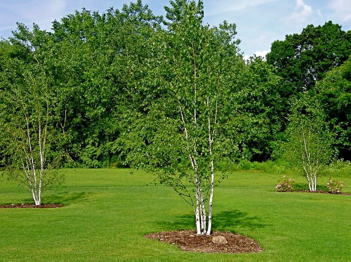 Лучше всего отводить под посадку места, которые обладают небольшим затенением, уменьшающим испарение влаги из грунта