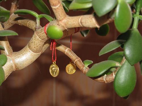 Можно украсить ветви и стебелевую часть толстянки красными или золотистыми ленточками, желтыми монетками, что позволит увеличить магические свойства декоративной культуры