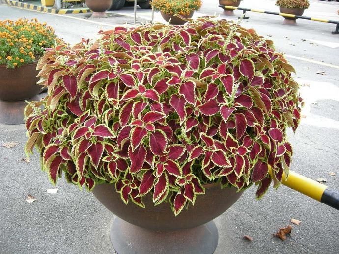 Хорошо разрастающиеся кусты Coleus совершенно неприхотливы, а при выращивании на солнечных участках выглядят очень декоративно и привлекательно