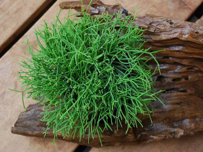 Рипсалис Кассута (R.cassutha)