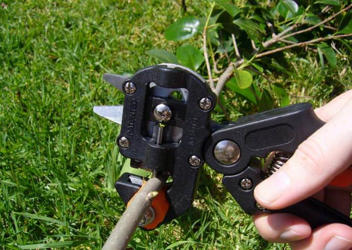 Прививочный секатор оптимально подходит для работы с большинством фруктовых деревьев