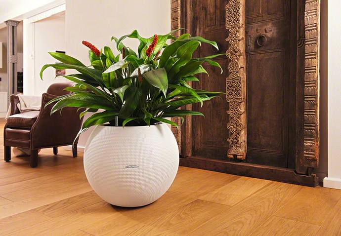 Вазоны для домашних растений должны быть правильно подобраны по размерам и форме