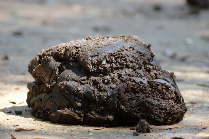 Свежую органику нельзя вносить в грунт непосредственно перед посевом или высаживанием рассадного материала