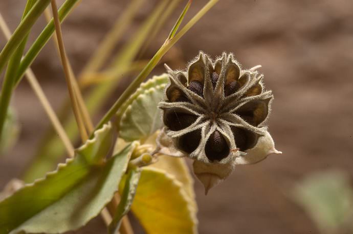 Свежий семенной материал абутилона отличается очень высокими показателями всхожести